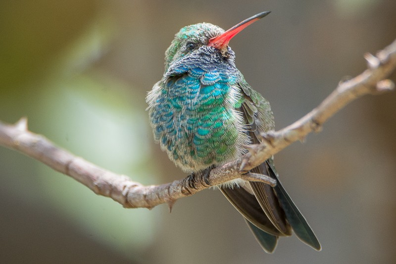 Broad-billed Hummingbird - ML110963331
