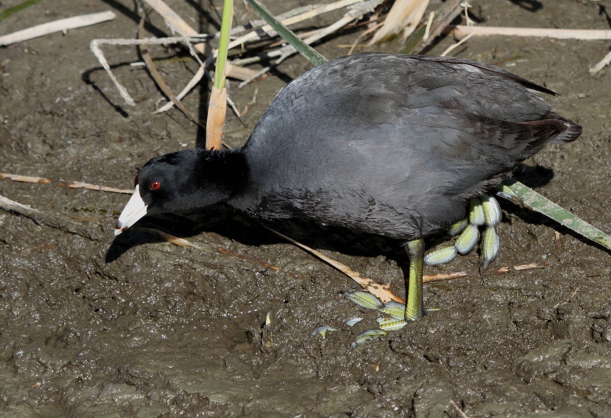American Coot (Red-shielded) - ML110968581