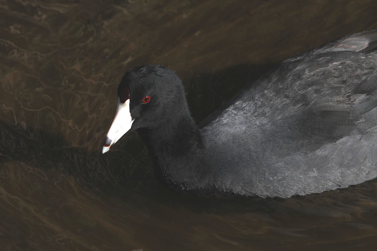 American Coot (Red-shielded) - ML110968661