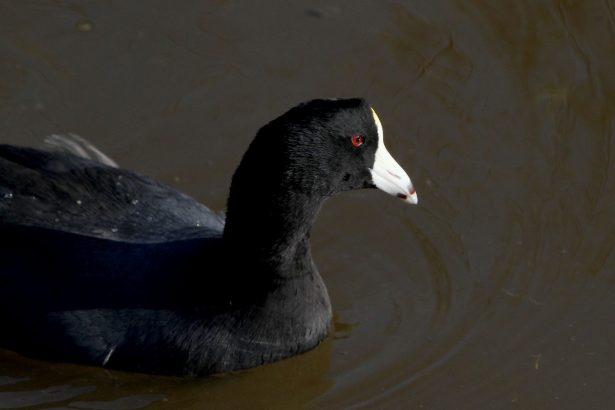 American Coot (Red-shielded) - Stephen Gast