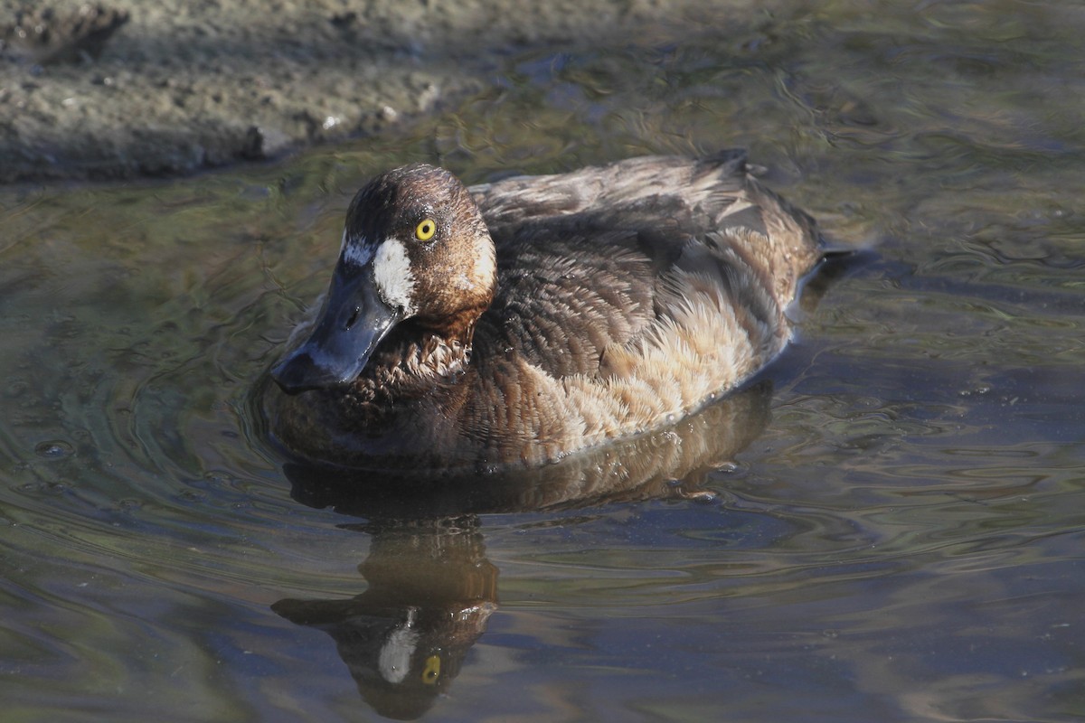 Greater Scaup - ML110969071