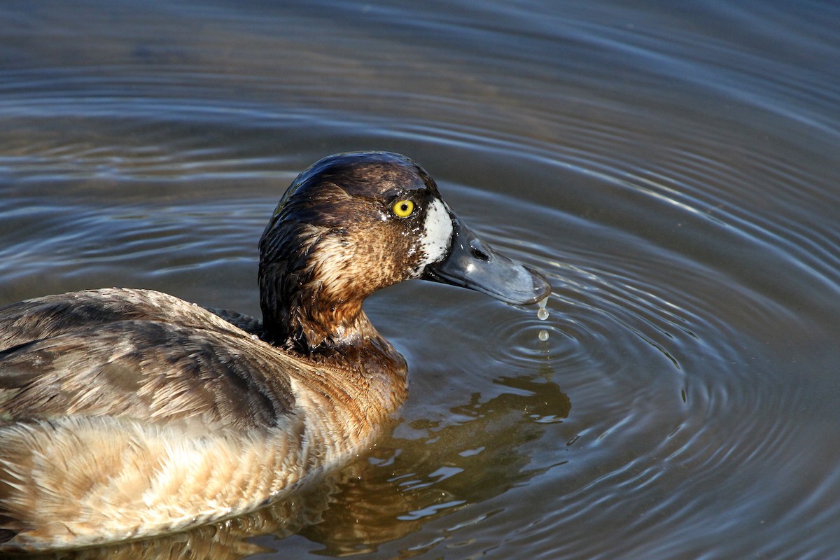 Greater Scaup - ML110969081