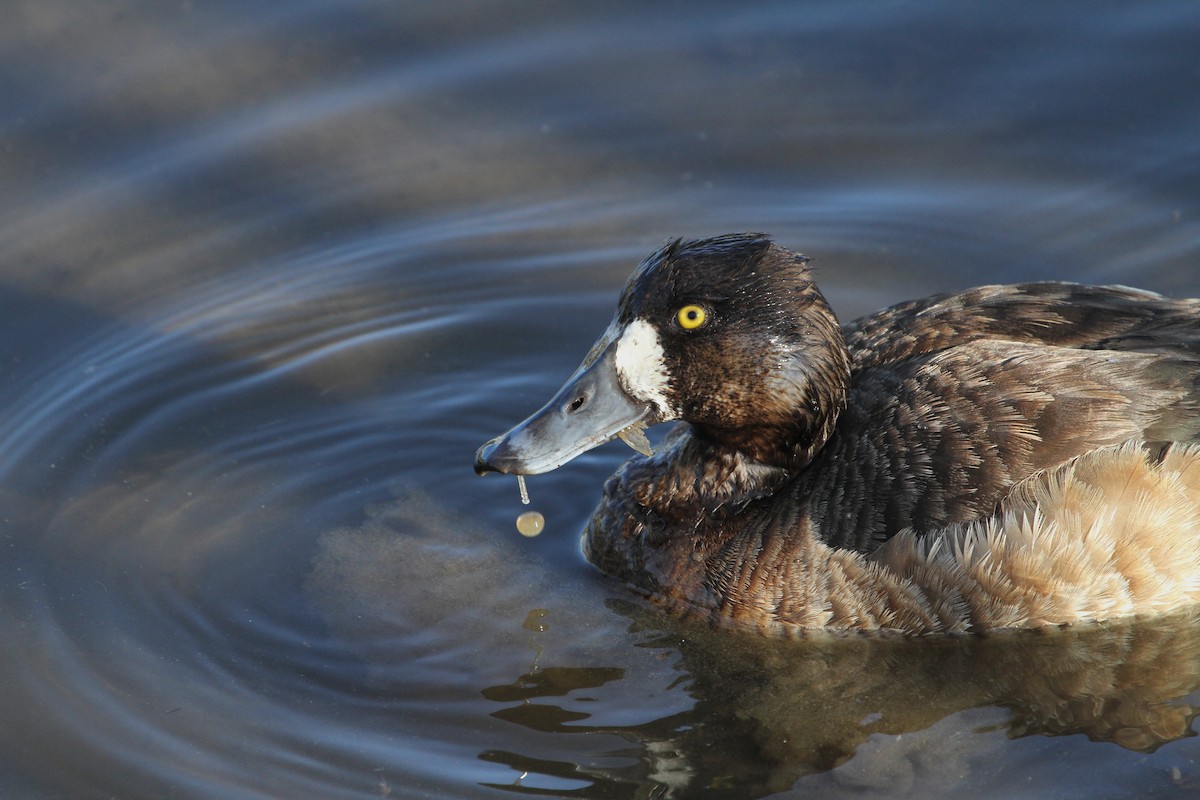 Greater Scaup - Stephen Gast
