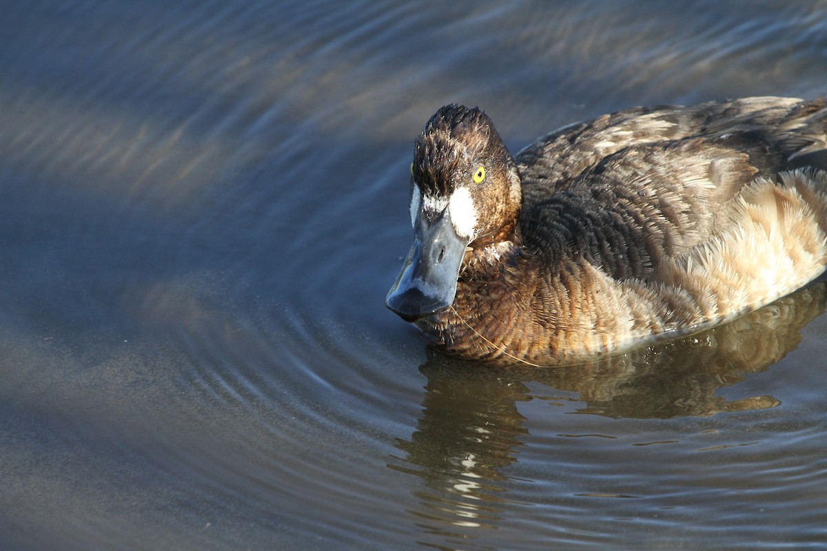 Greater Scaup - ML110969121