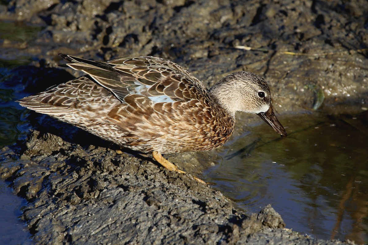 Blue-winged Teal - ML110969181
