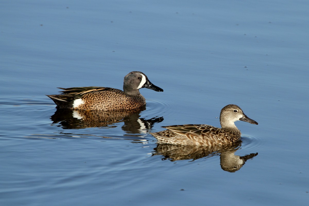 Blue-winged Teal - ML110969191