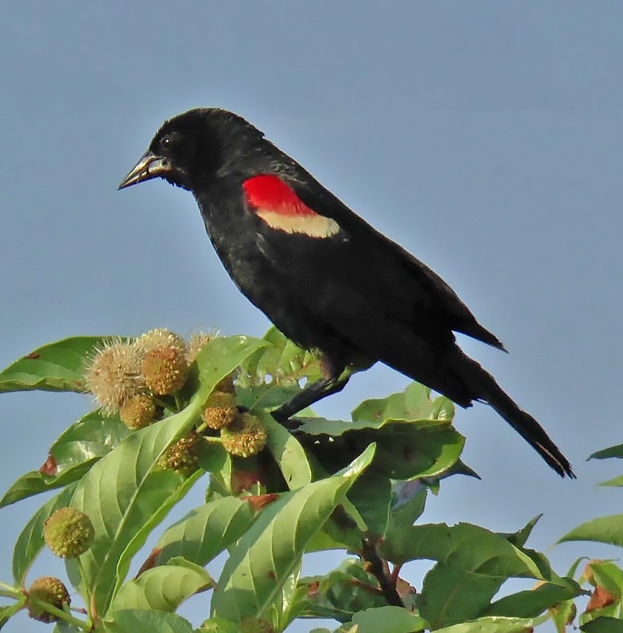 Red-winged Blackbird - Calvin Garvin