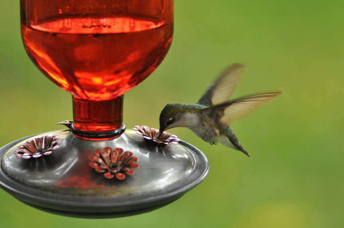 Ruby-throated Hummingbird - Steve Kinsley