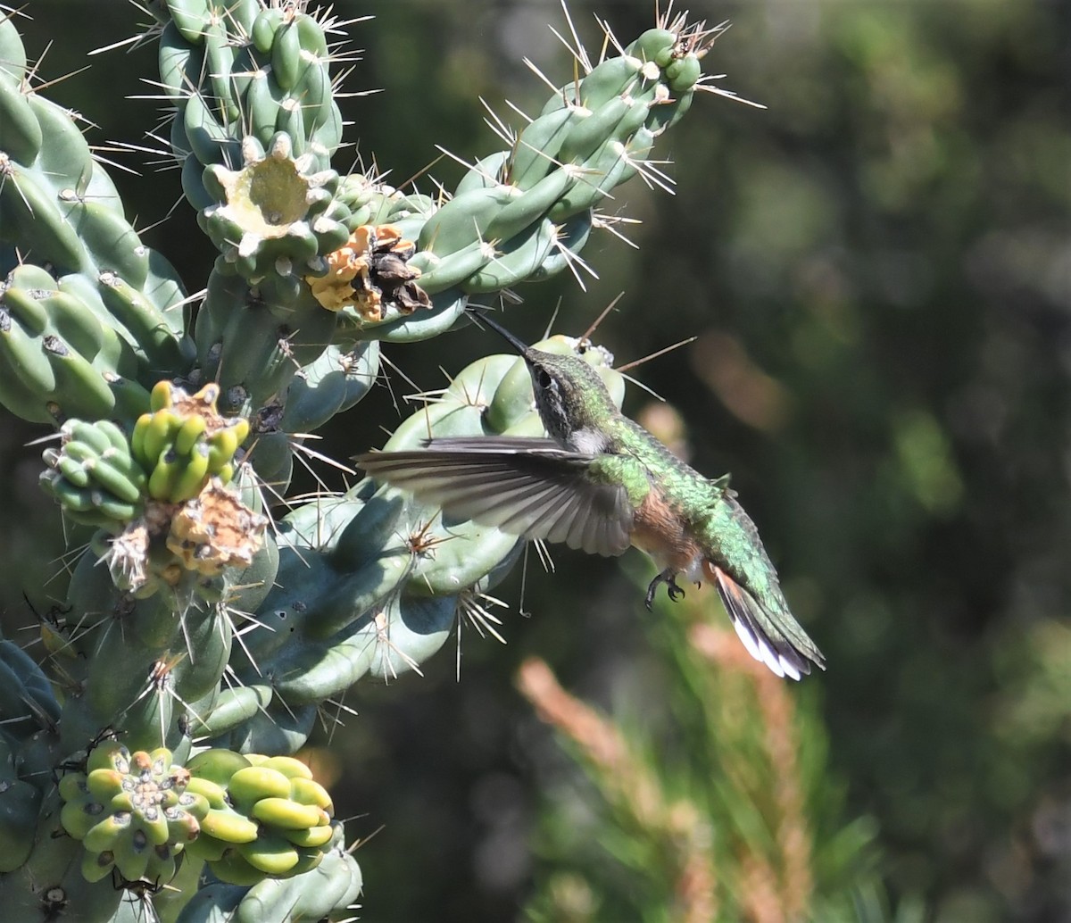 Broad-tailed Hummingbird - Neil Wingert