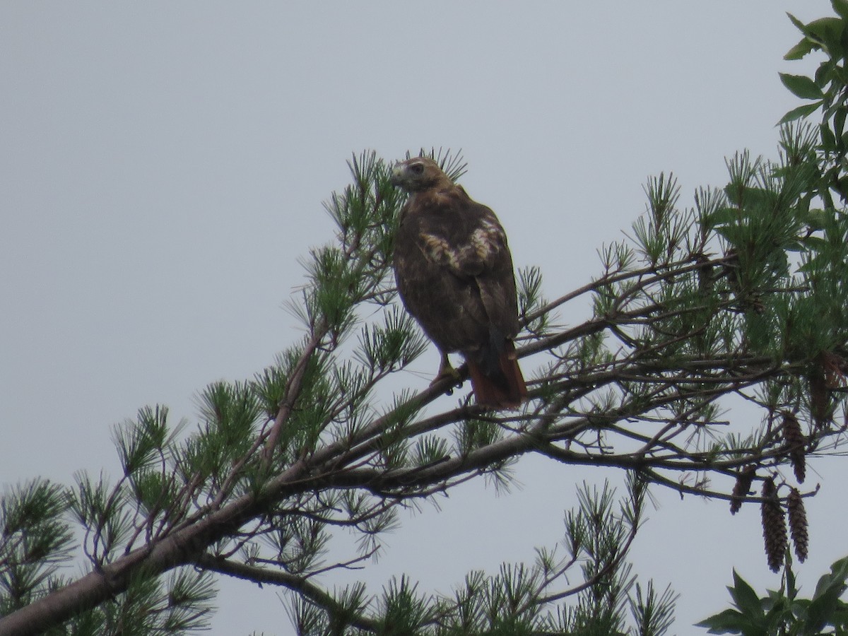 Red-tailed Hawk - ML110972851