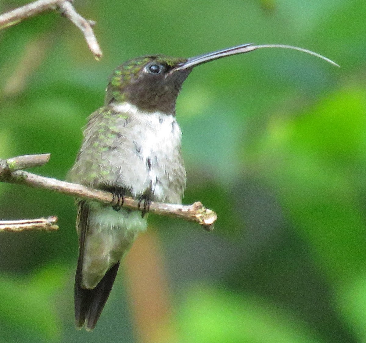 Ruby-throated Hummingbird - ML110973341