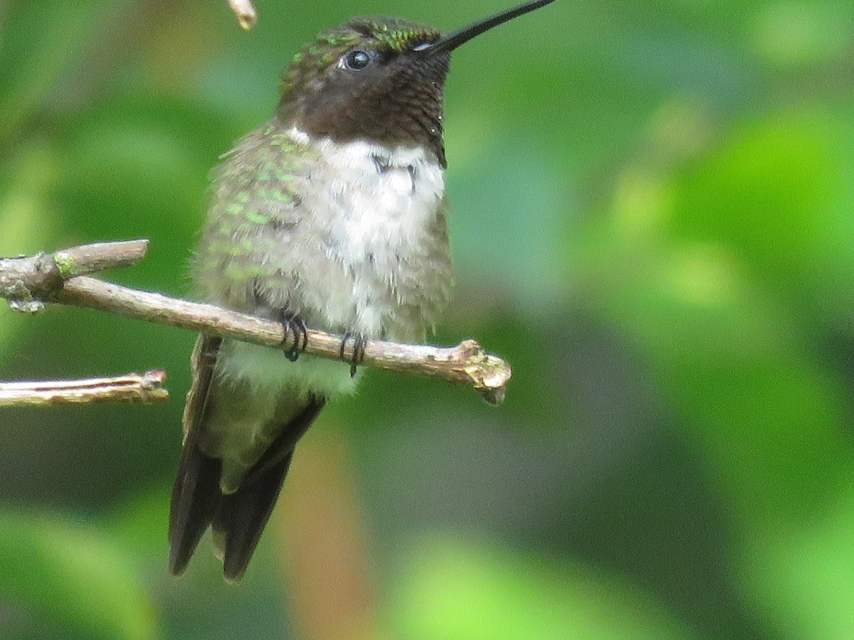 Ruby-throated Hummingbird - ML110973501