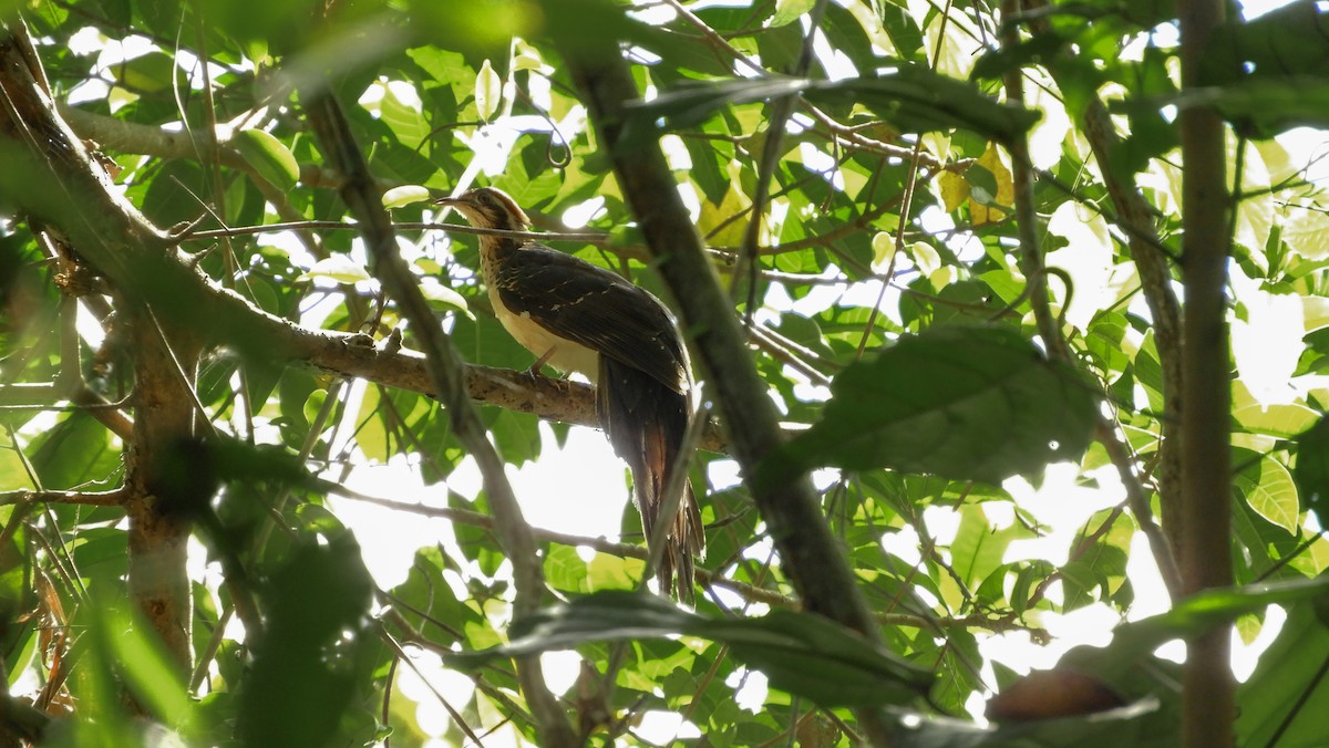 Pheasant Cuckoo - Jorge Muñoz García   CAQUETA BIRDING