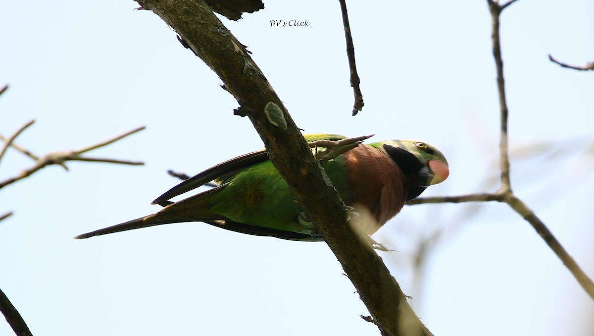 Red-breasted Parakeet - ML110975571