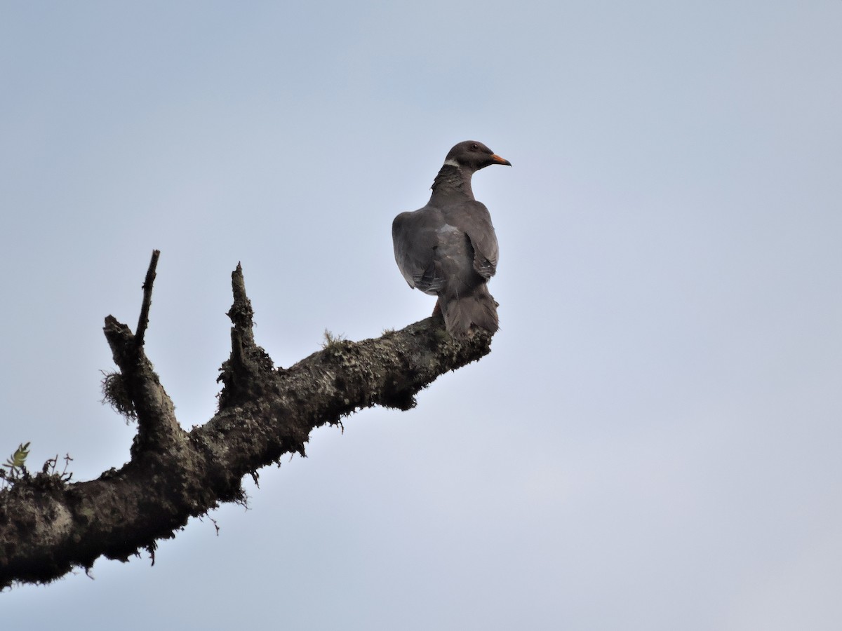 Band-tailed Pigeon - ML110977701