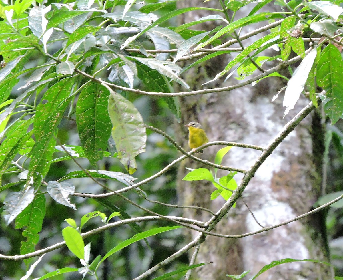 Golden-crowned Warbler - Nicola Cendron