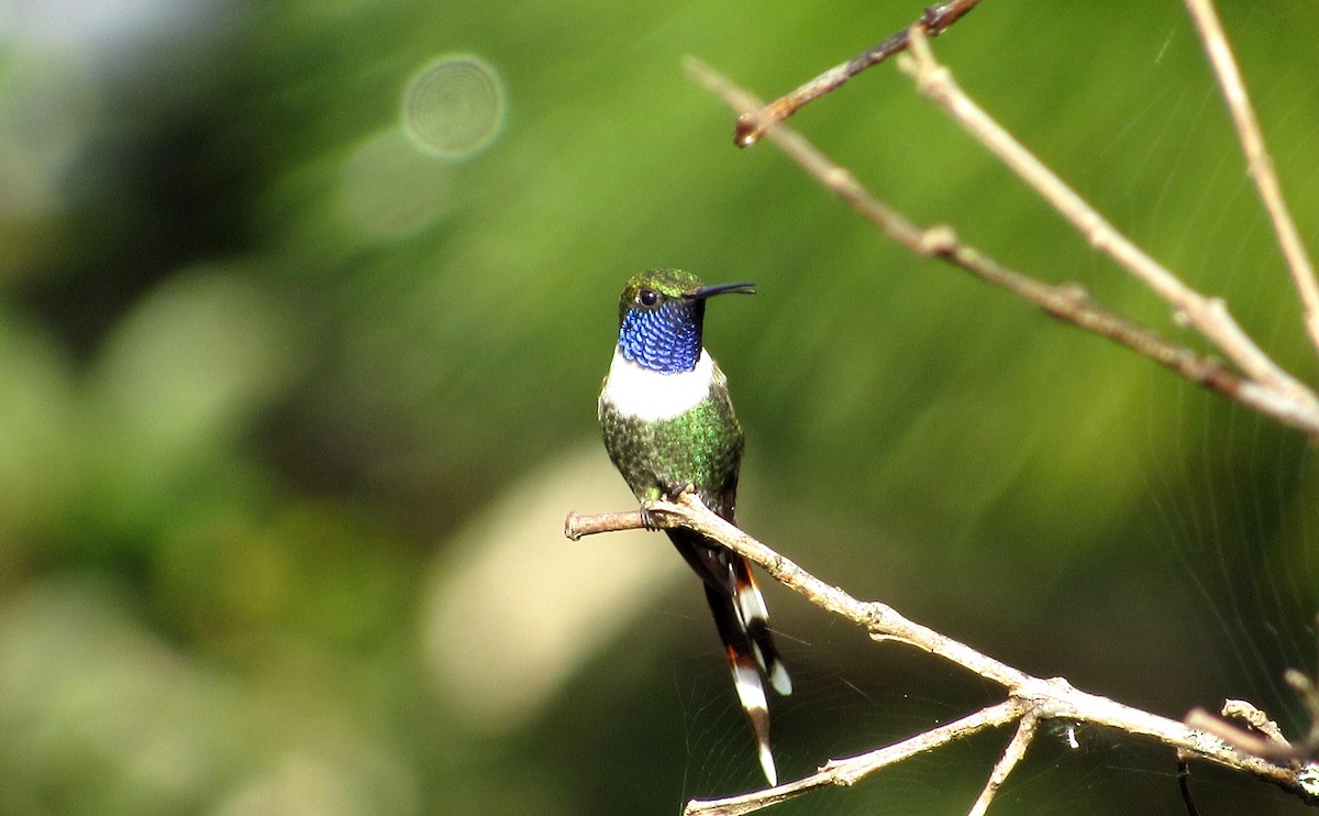 Sparkling-tailed Hummingbird - ML110979101