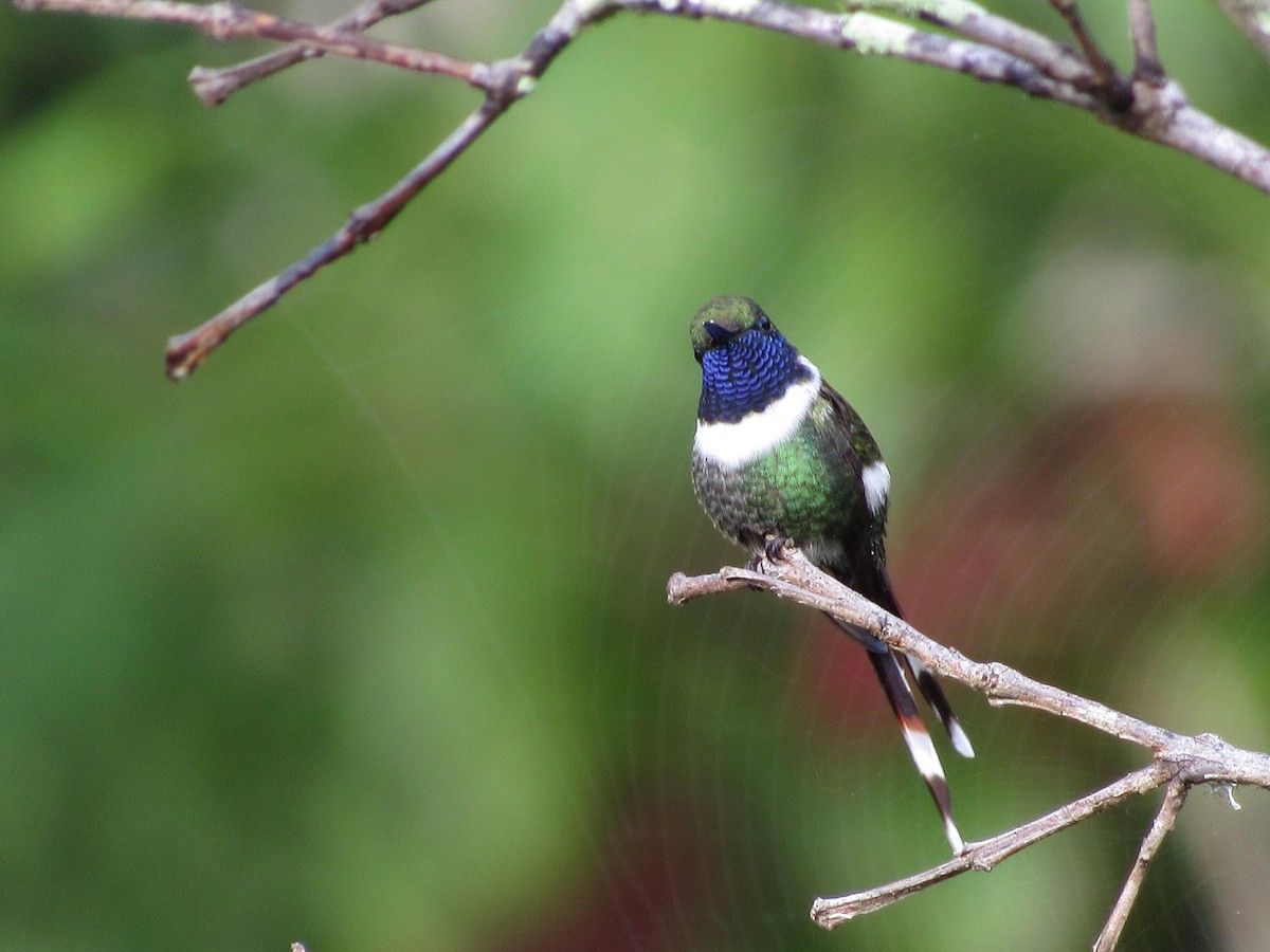 Sparkling-tailed Hummingbird - ML110979111