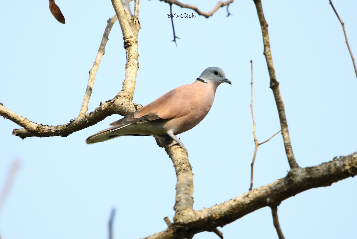 Red Collared-Dove - ML110979501