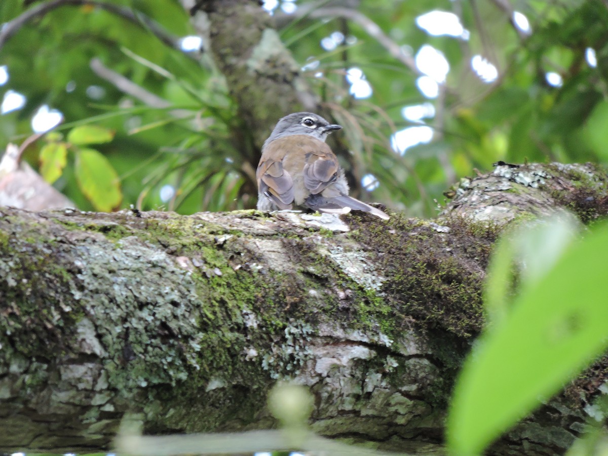Brown-backed Solitaire - ML110979711
