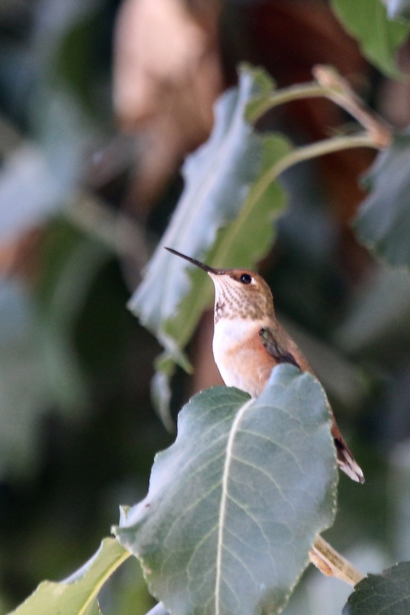 Rufous Hummingbird - Diane Highbaugh