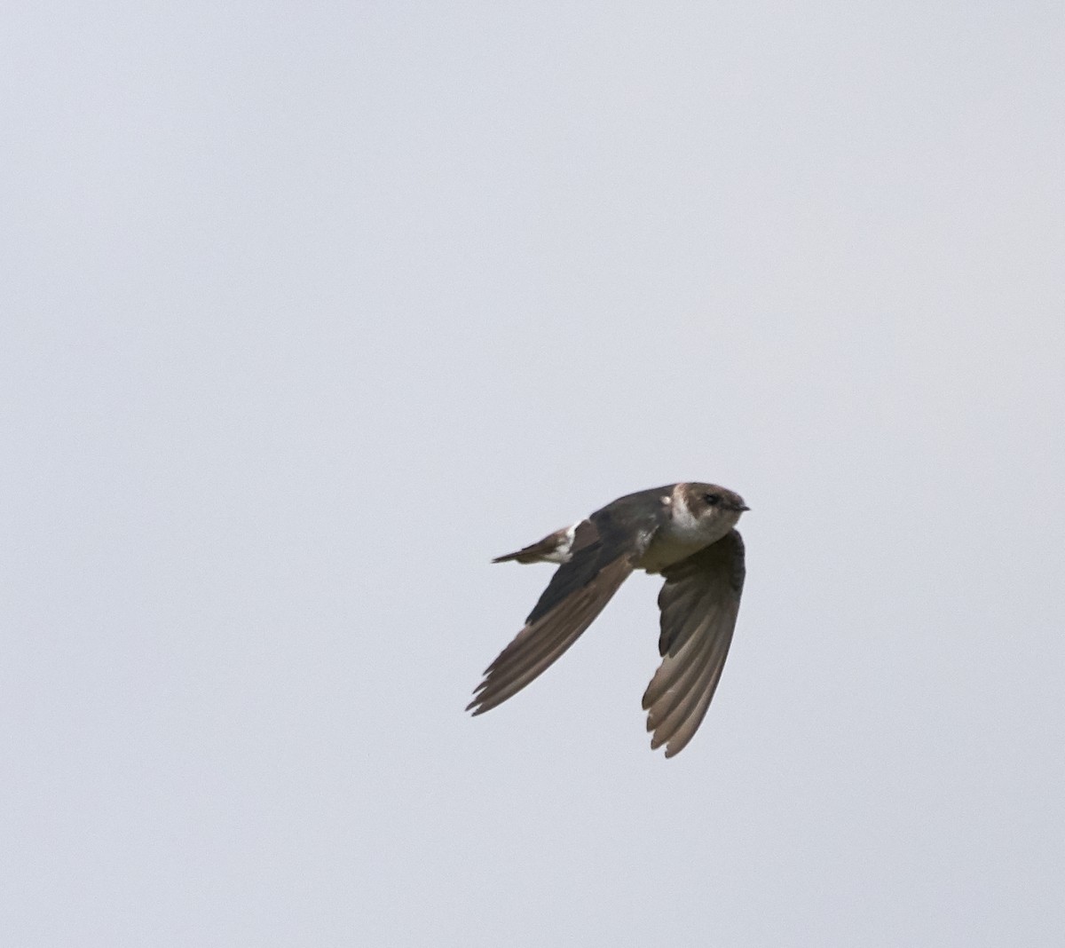 Violet-green Swallow - ML110984311