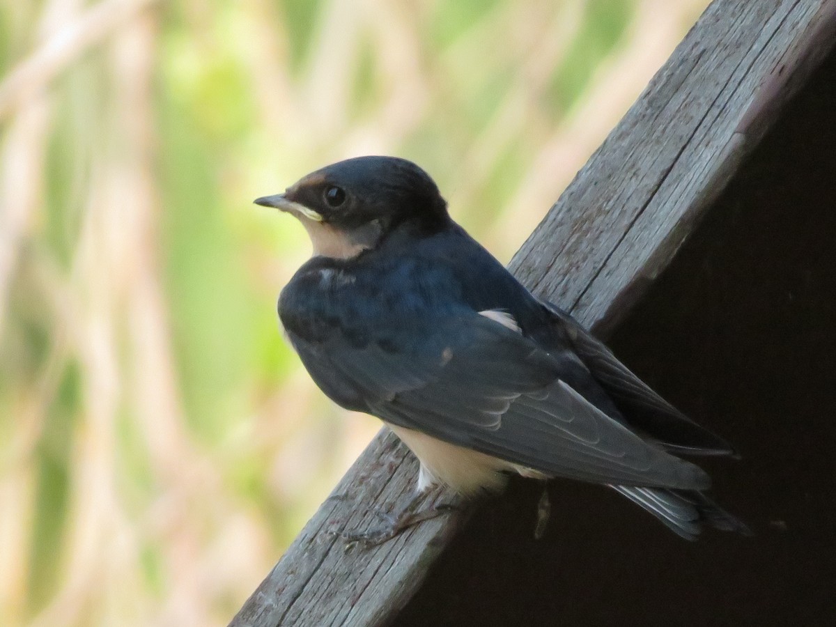 Barn Swallow - karl  schmidt