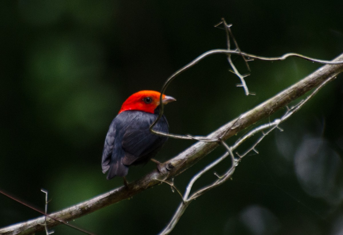 Red-headed Manakin - Marcos Eugênio Birding Guide