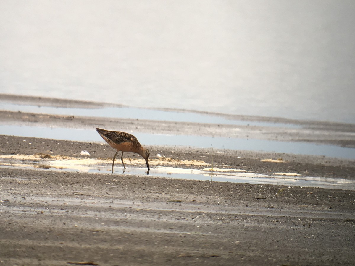 Long-billed Dowitcher - ML110991001