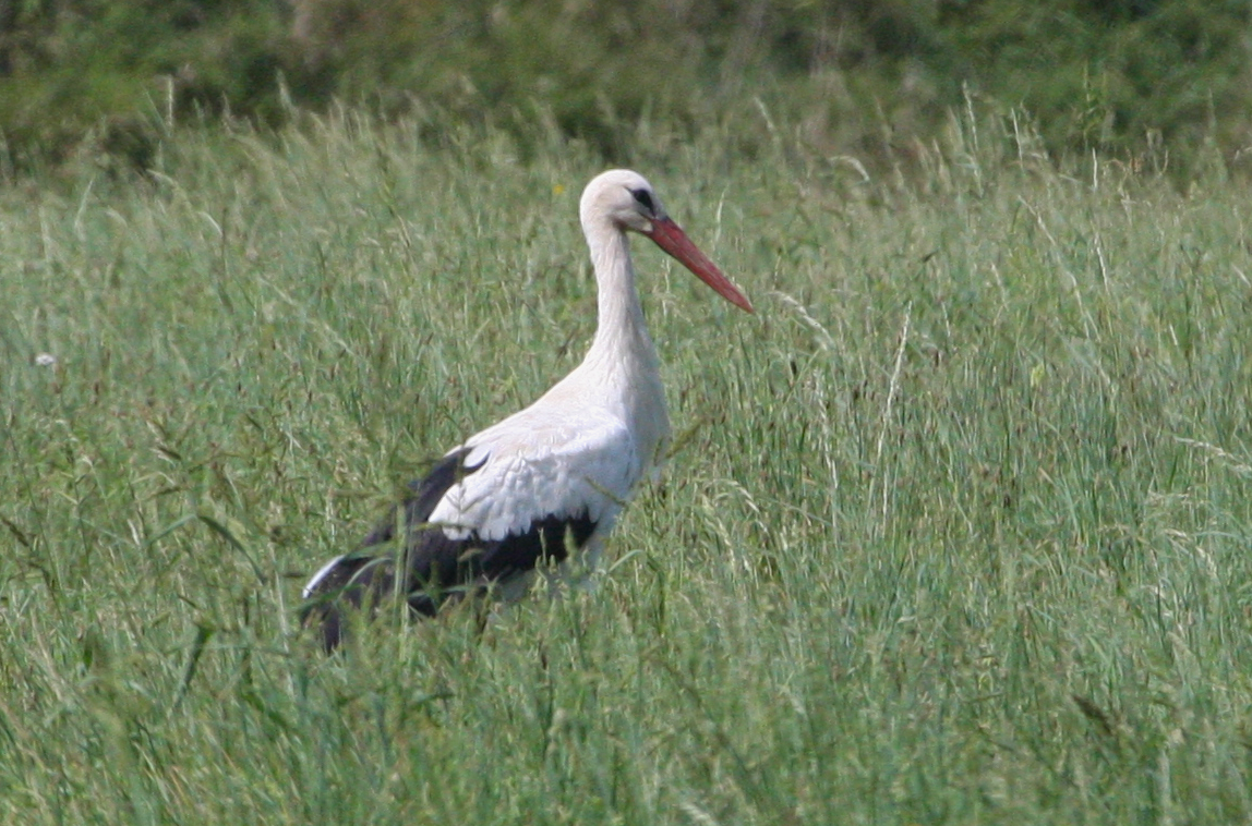 White Stork - Larry  Cahill