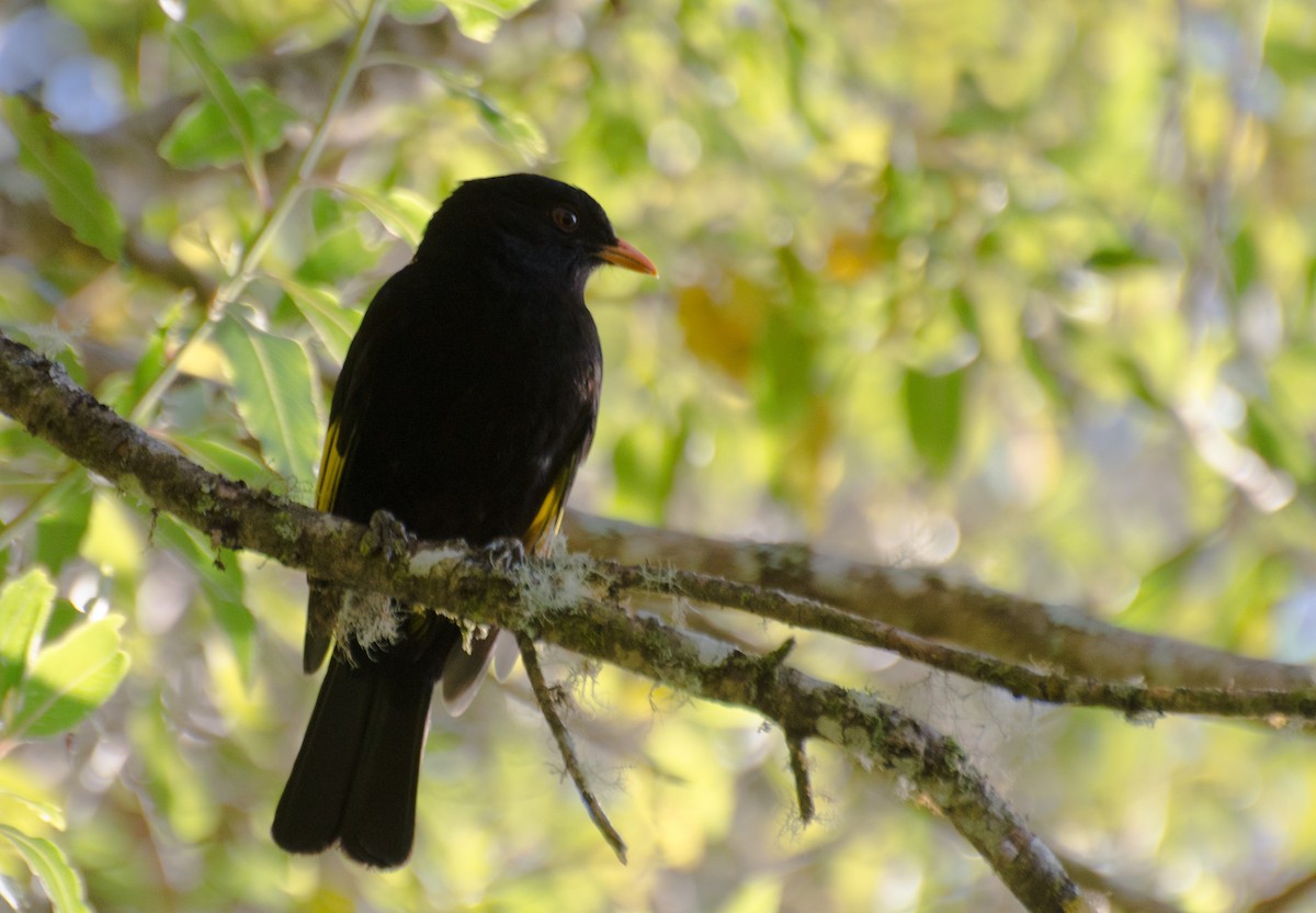 Black-and-gold Cotinga - Marcos Eugênio Birding Guide