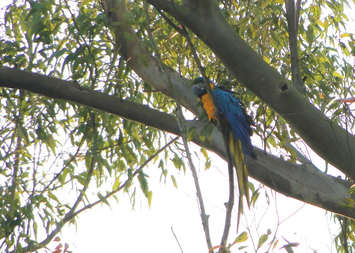 Blue-and-yellow Macaw - ML110999111