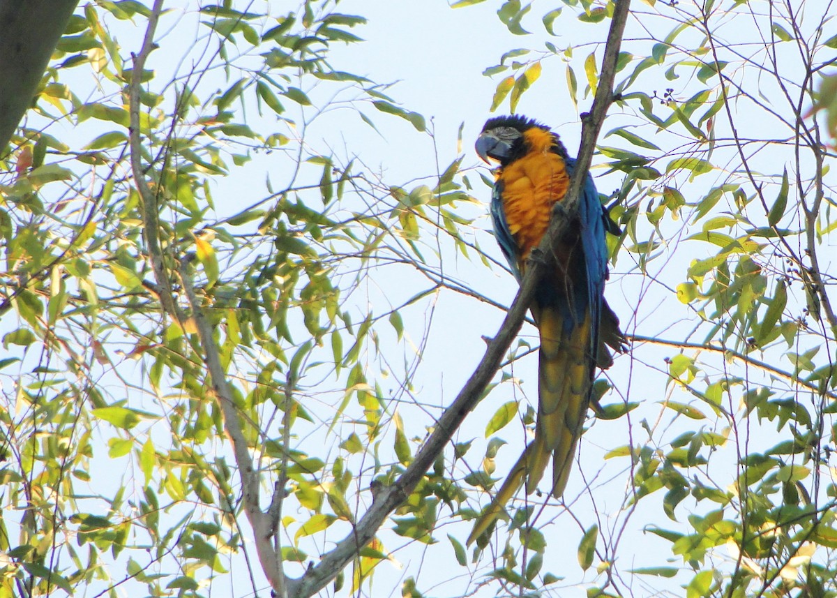 Blue-and-yellow Macaw - ML110999151