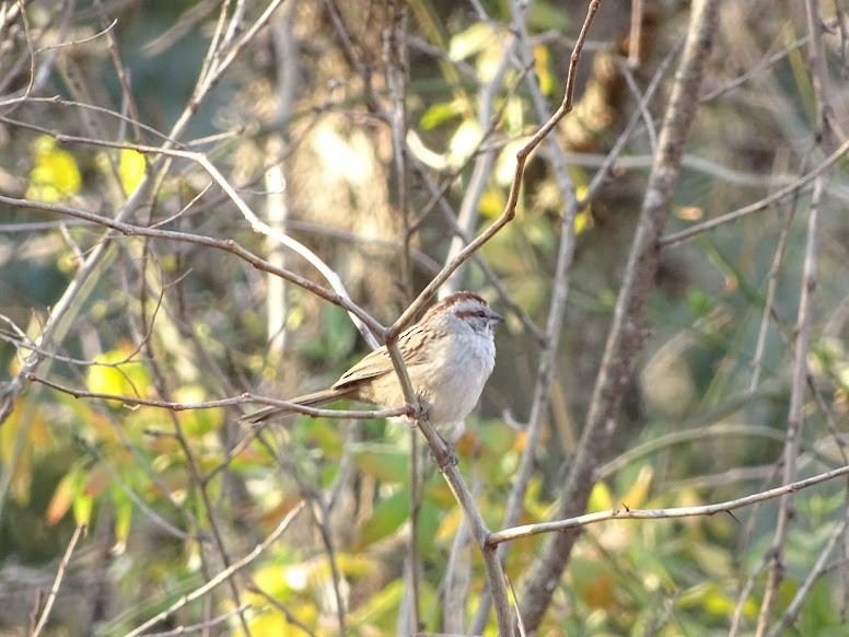 Chaco Sparrow - ML111001261