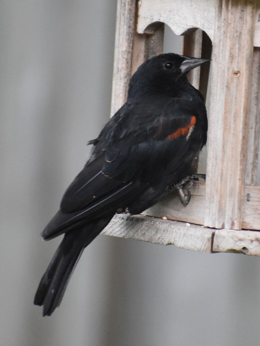 Red-winged Blackbird - kaye edmonds