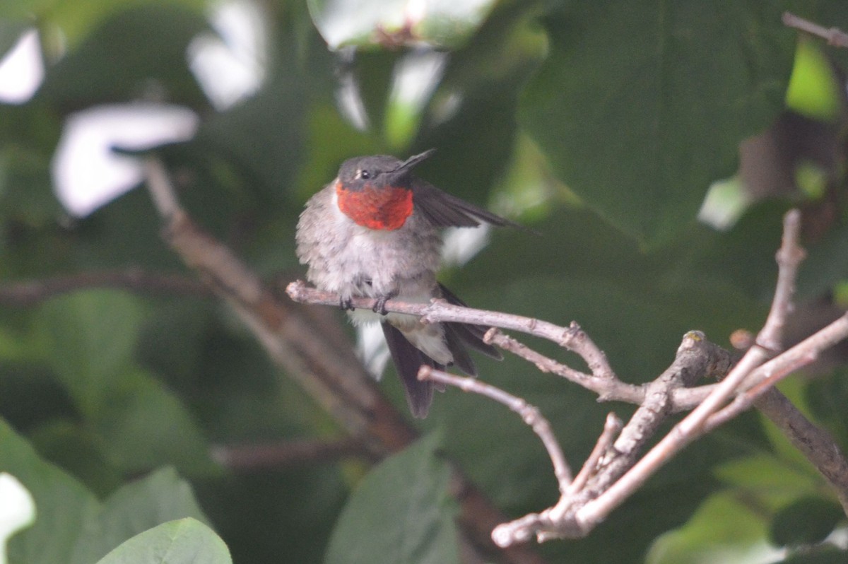 Ruby-throated Hummingbird - Jean Aubé