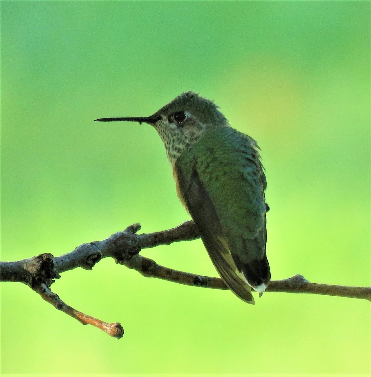 Calliope Hummingbird - Jan Thom