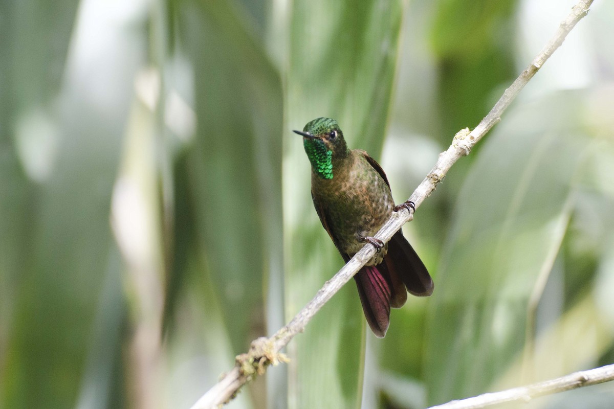 kolibřík dřišťálový - ML111005201