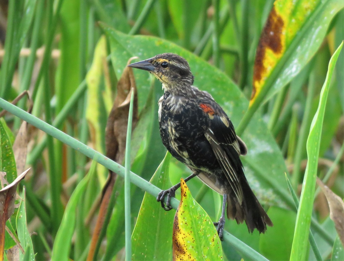 Red-winged Blackbird - Susan Young