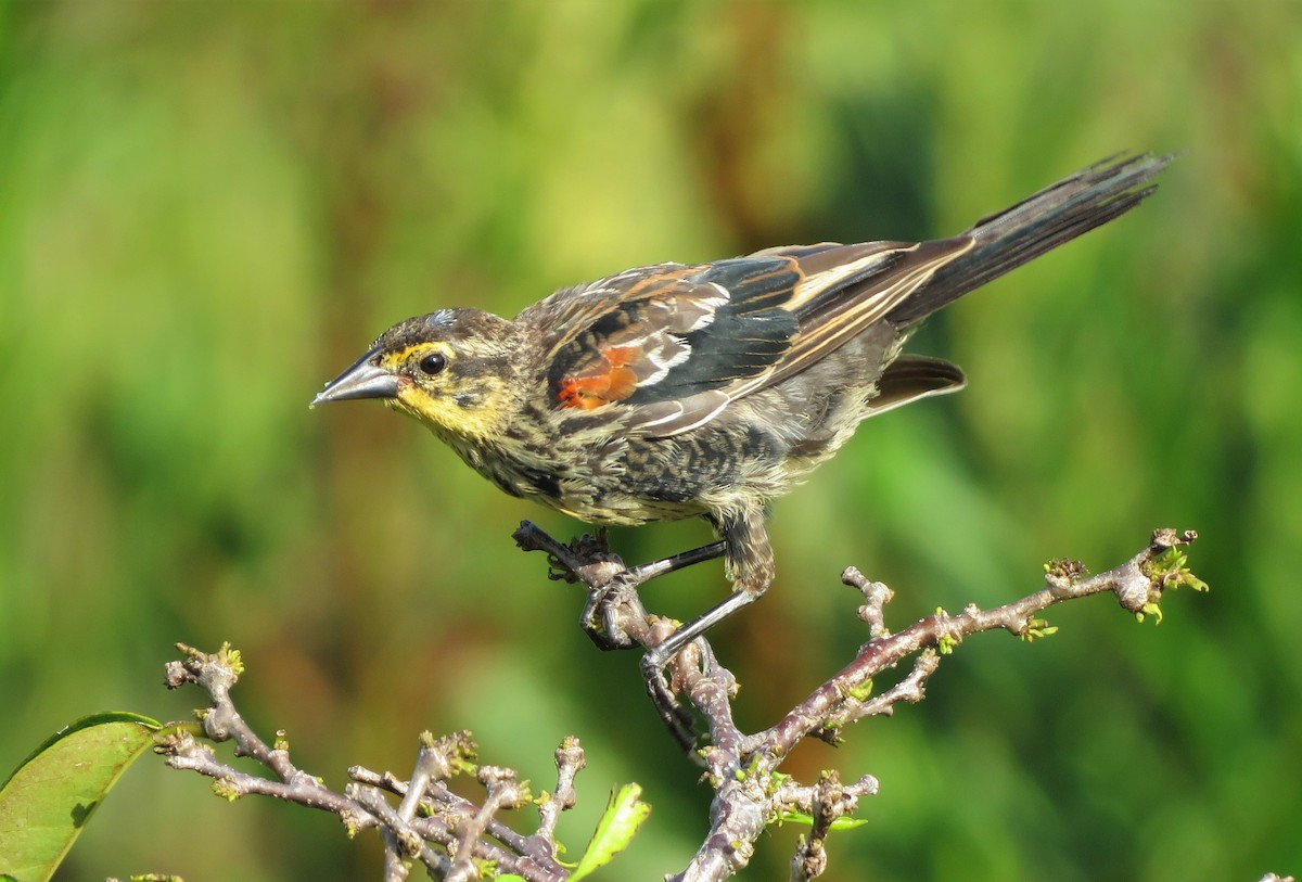 Red-winged Blackbird - Susan Young