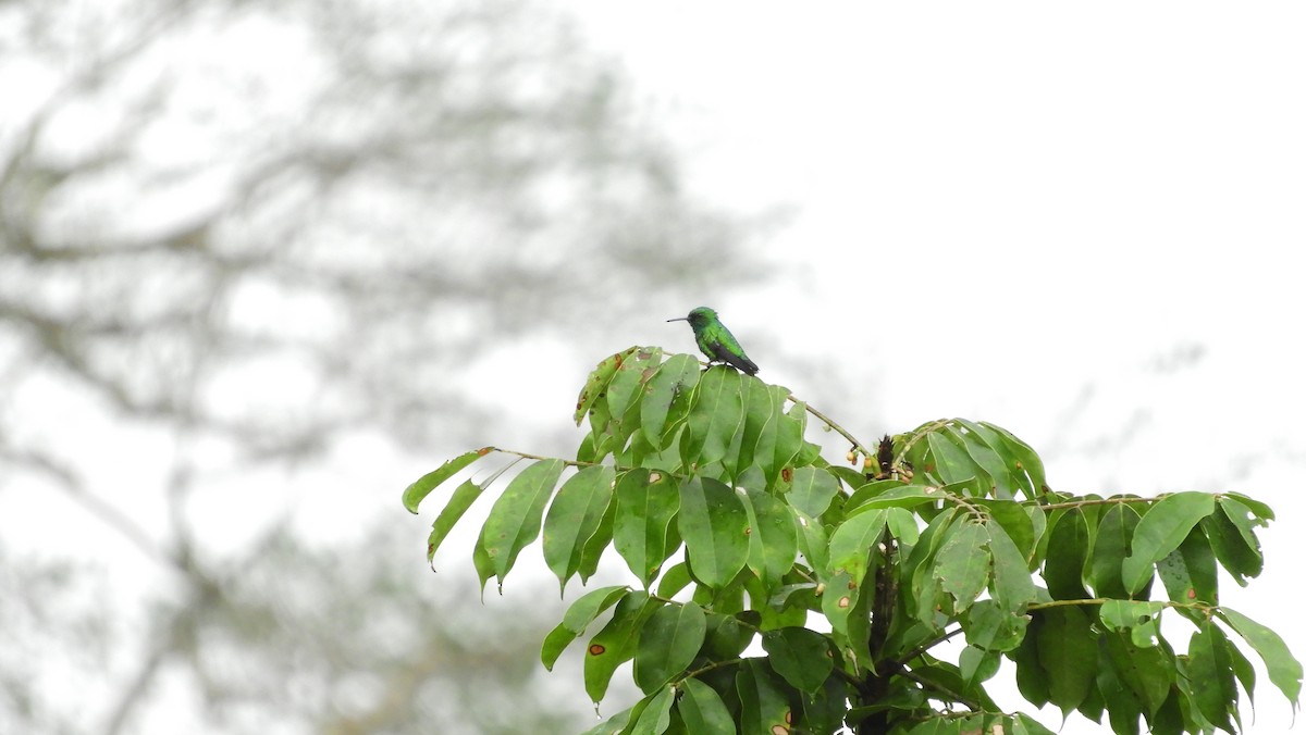Blue-tailed Emerald - Jorge Muñoz García   CAQUETA BIRDING