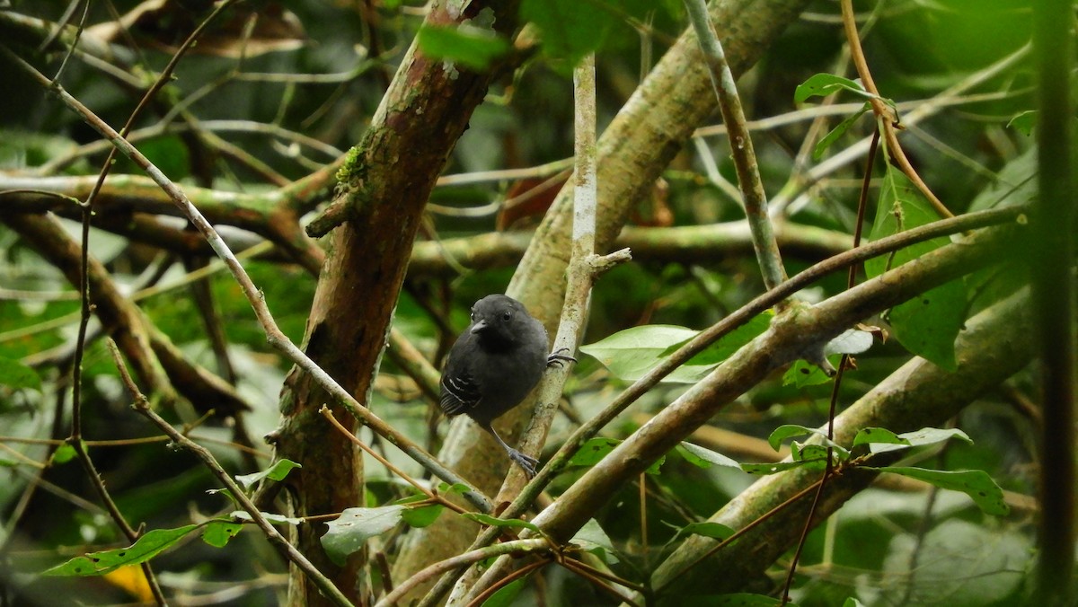 Black-chinned Antbird - Jorge Muñoz García   CAQUETA BIRDING