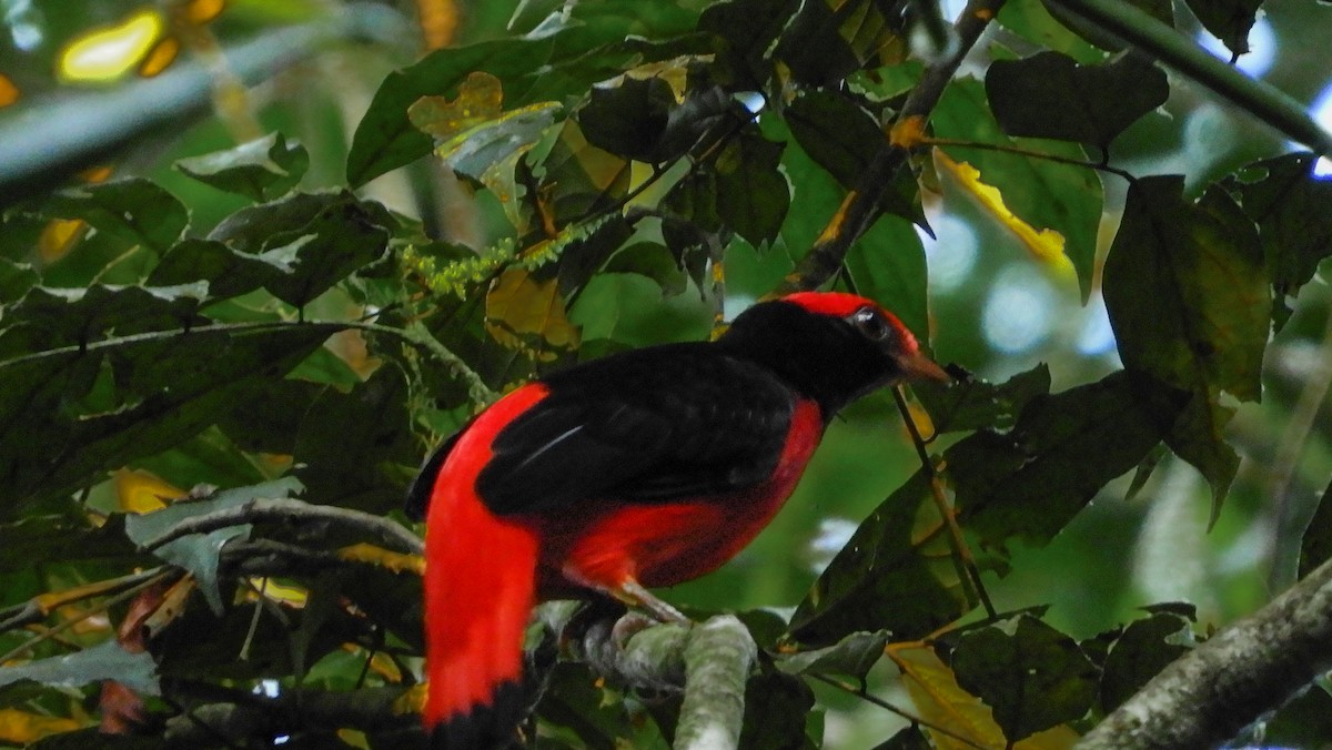 Black-necked Red-Cotinga - Jorge Muñoz García   CAQUETA BIRDING