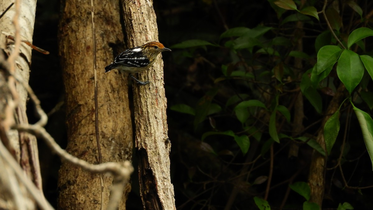 Amazonian Streaked-Antwren - Jorge Muñoz García   CAQUETA BIRDING