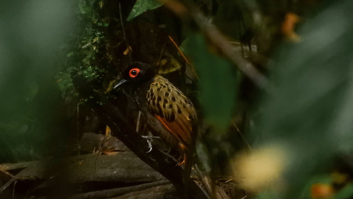 Black-spotted Bare-eye - Jorge Muñoz García   CAQUETA BIRDING