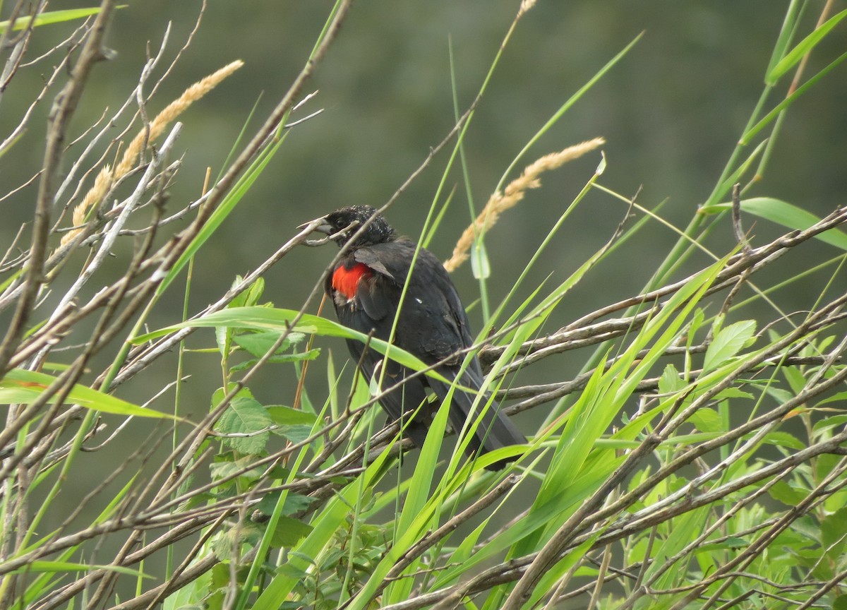 Red-winged Blackbird - Kathy Stewart