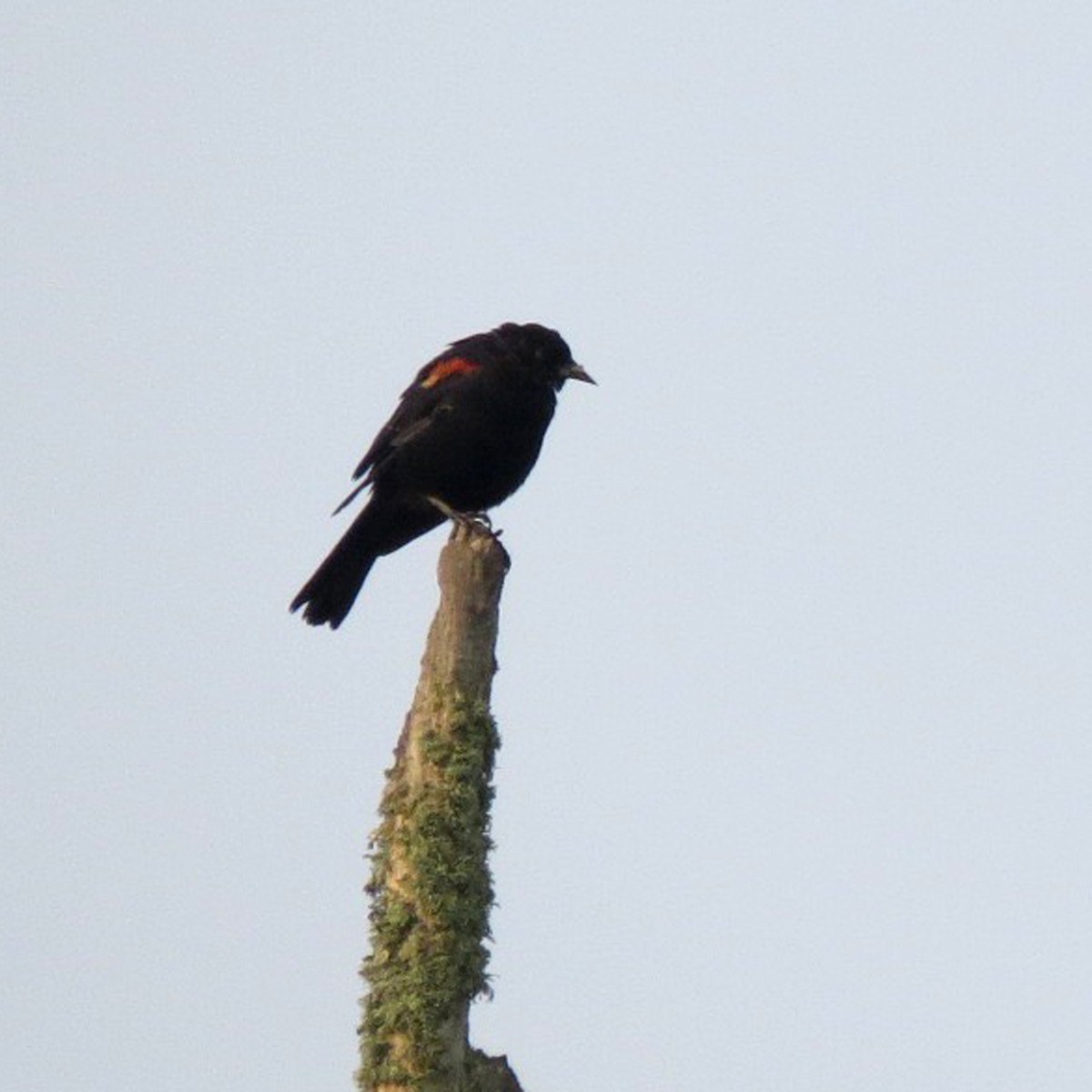 Red-winged Blackbird - Gretchen Rohde
