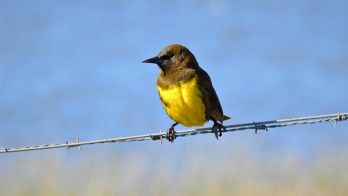 Brown-and-yellow Marshbird - Pablo Alejandro Pla