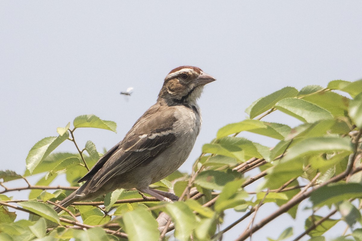Chestnut-crowned Sparrow-Weaver - ML111015851