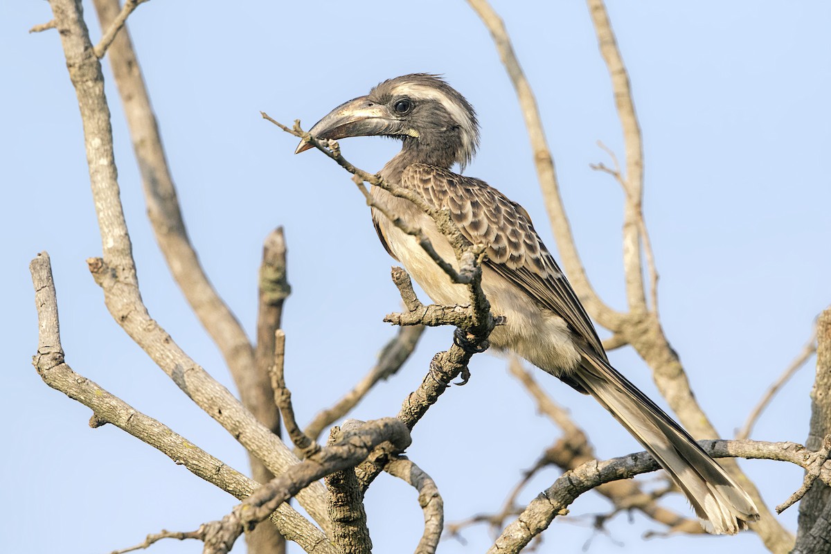 African Gray Hornbill - ML111015941